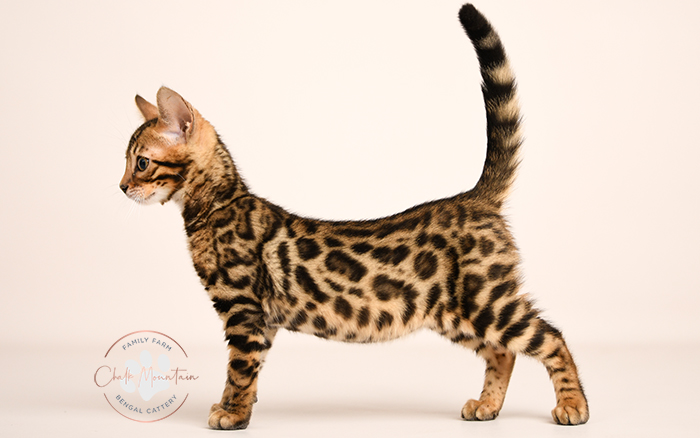 Bengal kitten for sale